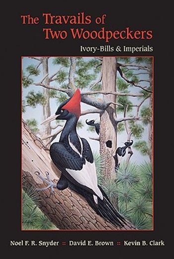 the travails of two woodpeckers,ivory-bills and imperials