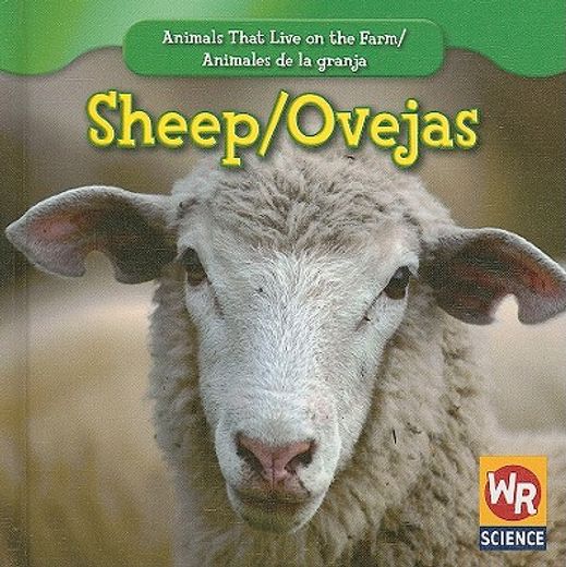 sheep / ovejas