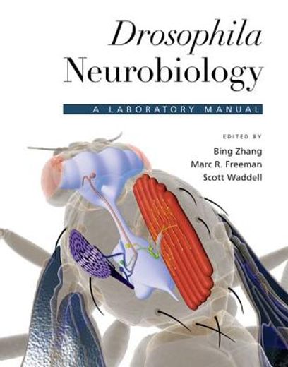 drosophila neurobiology