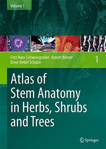 anatomy of stems in herbs, shrubs und trees