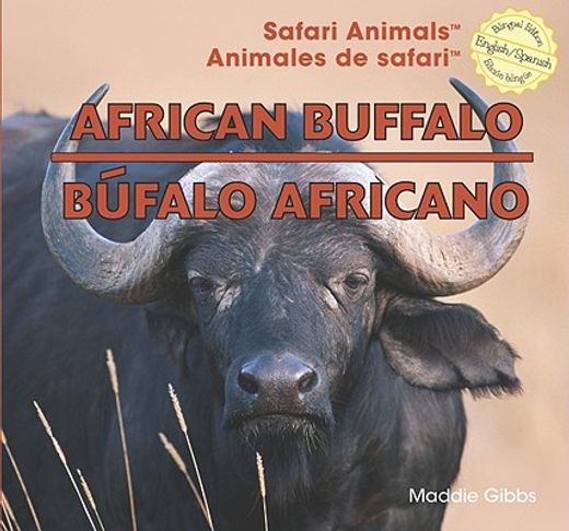 african buffalo / bufalo africano