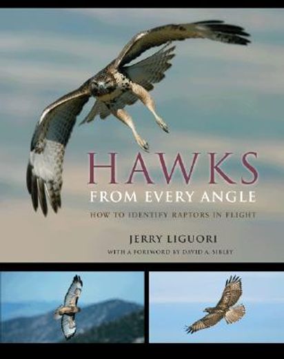 hawks from every angle,how to identify raptors in flight (in English)