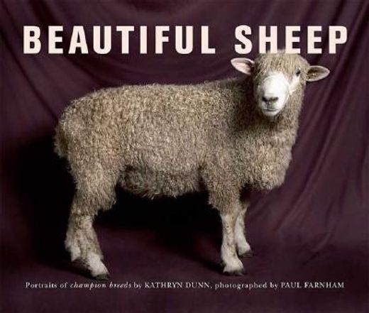 beautiful sheep,portraits of champion breeds