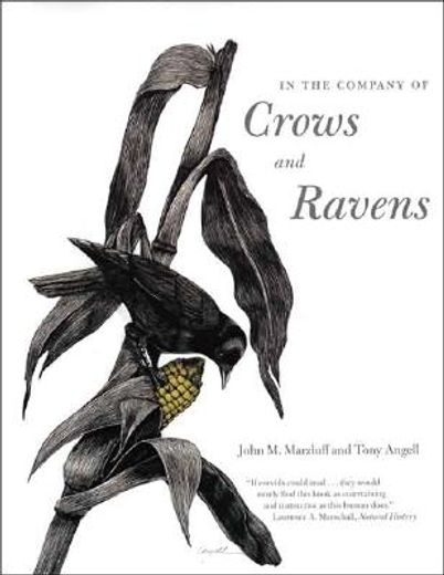 in the company of crows and ravens (en Inglés)