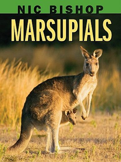 marsupials