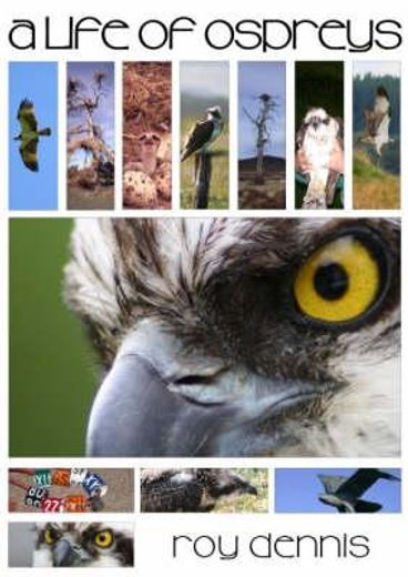 A Life of Ospreys (in English)