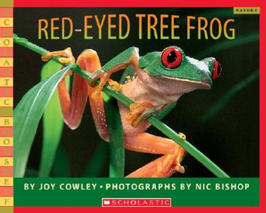 red-eyed tree frog (en Inglés)