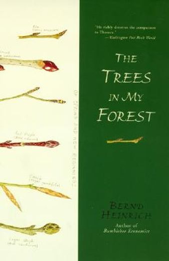 the trees in my forest (in English)