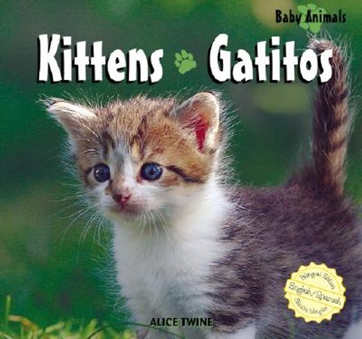 kittens/ gatitos