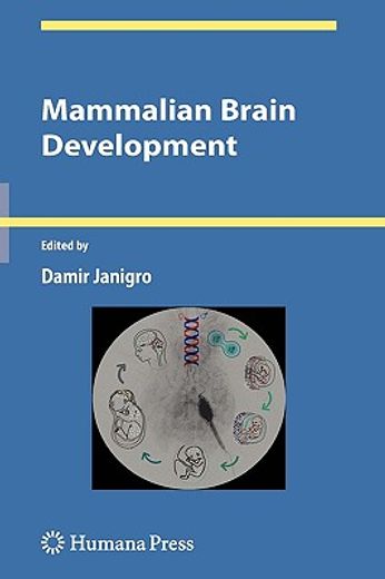 mammalian brain development