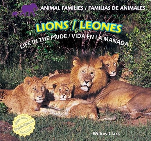 lions / leones,life in the pride / vida en la manada