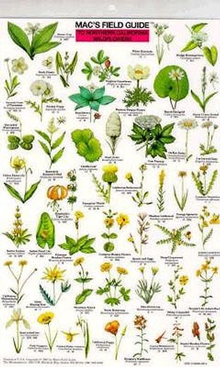 mac´s field guide to northern california wildflowers (en Inglés)